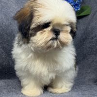 Bisou, mâle type shih tzu fauve et blanc #4