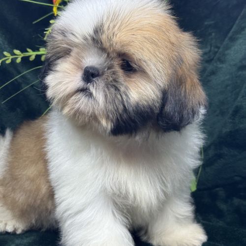 Boy ,superbe mâle type shih tzu fauve et blanc #1