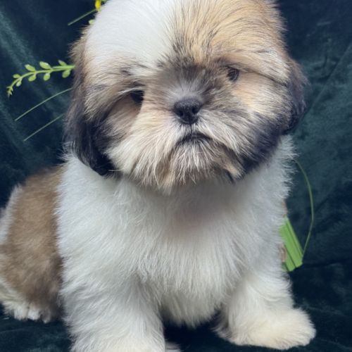 Boy ,superbe mâle type shih tzu fauve et blanc #2