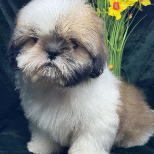 Boy ,superbe mâle type shih tzu fauve et blanc #3