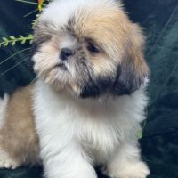 Boy ,superbe mâle type shih tzu fauve et blanc #1