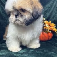 Boy ,superbe mâle type shih tzu fauve et blanc