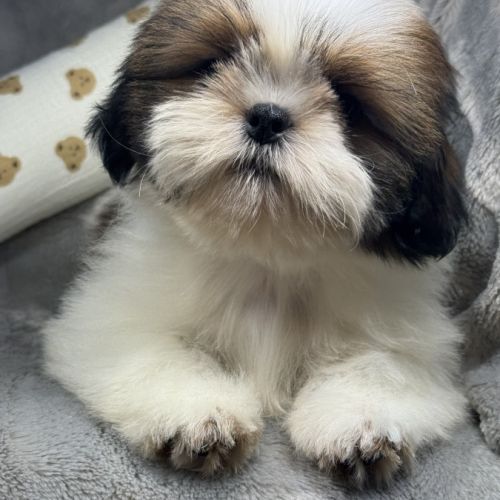 Benjy, mâle type shih tzu fauve et blanc #1
