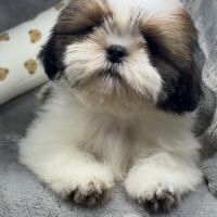 Benjy, mâle type shih tzu fauve et blanc #1