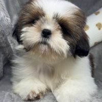 Benjy, mâle type shih tzu fauve et blanc #2