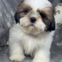 Benjy, mâle type shih tzu fauve et blanc