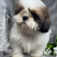 Benjy, mâle type shih tzu fauve et blanc #4