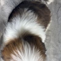 Benjy, mâle type shih tzu fauve et blanc #5