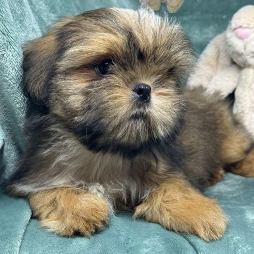 Bambi, superbe mâle type shih tzu fauve uni #1