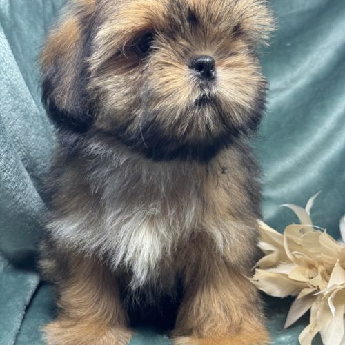 Bambi, superbe mâle type shih tzu fauve uni #3