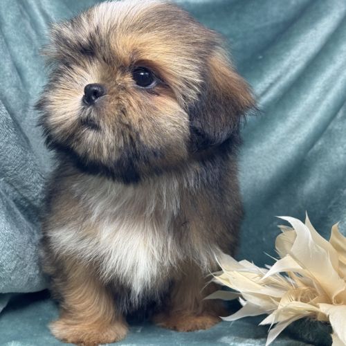 Bambi, superbe mâle type shih tzu fauve uni #4