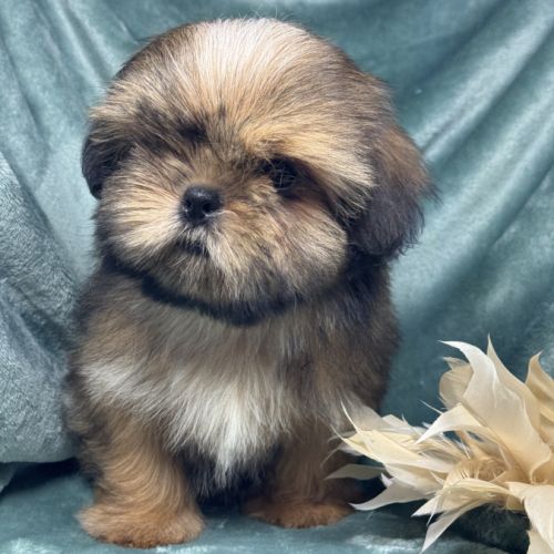 Bambi, superbe mâle type shih tzu fauve uni #0