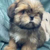 Bambi, superbe mâle type shih tzu fauve uni #2