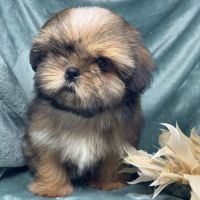 Bambi, superbe mâle type shih tzu fauve uni