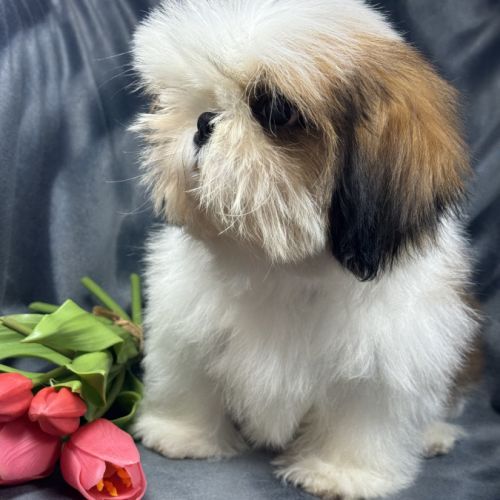 Bosco mâle type shih tzu fauve et blanc nain #1