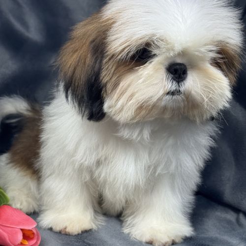 Bosco mâle type shih tzu fauve et blanc nain #0