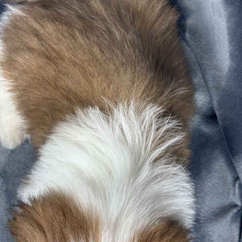 Bosco mâle type shih tzu fauve et blanc nain #5