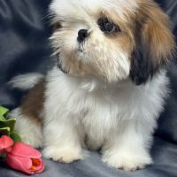 Bosco mâle type shih tzu fauve et blanc nain #3