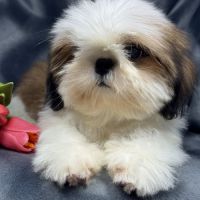 Bosco mâle type shih tzu fauve et blanc nain #4