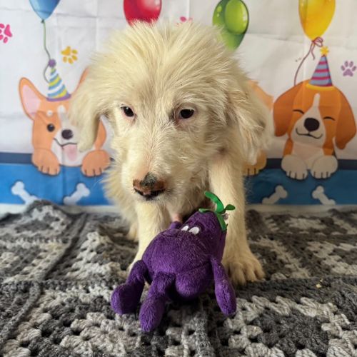 Lioco sauvé avec sa maman en roumanie, à l’adoptio #0