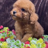 Loupy, mâle type caniche toy rouge #4
