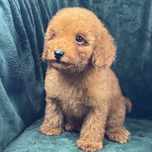 Buddy, mâle type caniche nain rouge #4