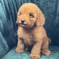 Buddy, mâle type caniche nain rouge #4