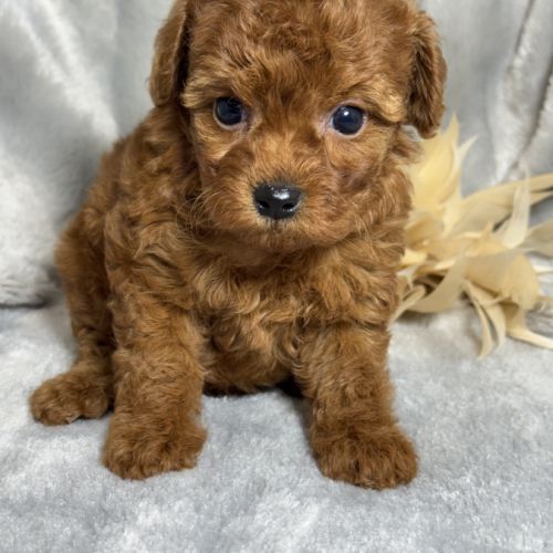 Louna, femelle type caniche nain rouge #0