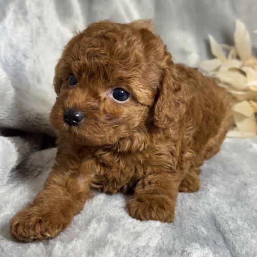 Louna, femelle type caniche nain rouge #3