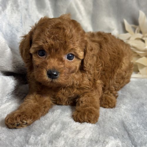 Louna, femelle type caniche nain rouge #4