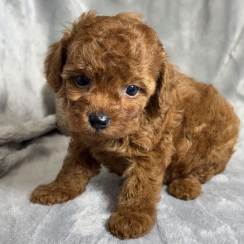 Louna, femelle type caniche nain rouge #5