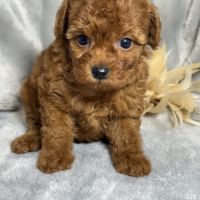 Louna, femelle type caniche nain rouge