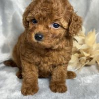 Louna, femelle type caniche nain rouge #2
