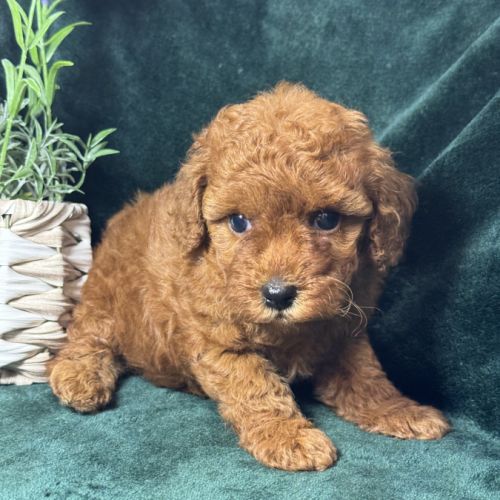 Léon, mâle type caniche nain rouge #1