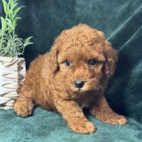 Léon, mâle type caniche nain rouge #1