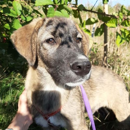 Ulfi bébé abandonné dans la rue en roumanie #0