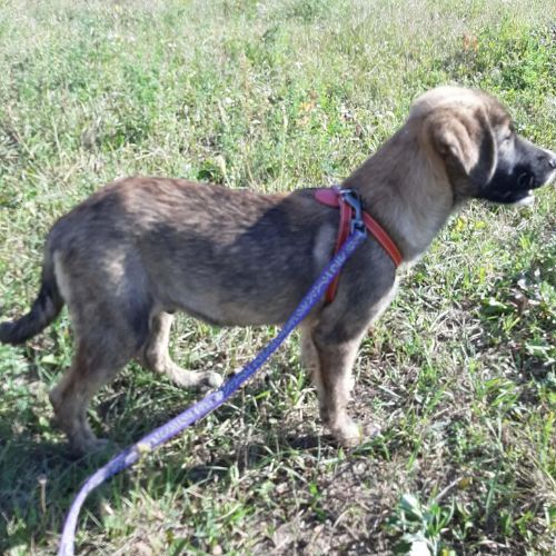 Ulfi bébé abandonné dans la rue en roumanie #2