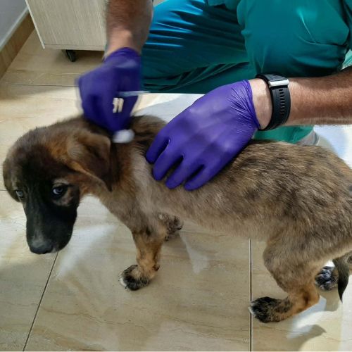 Ulfi bébé abandonné dans la rue en roumanie #5