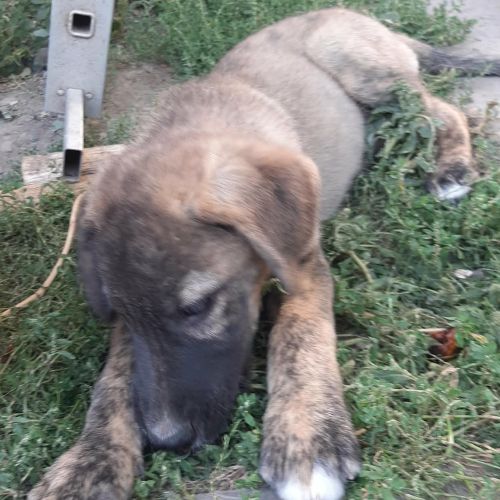 Ulfi bébé abandonné dans la rue en roumanie #6