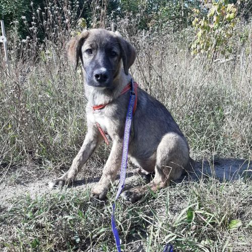 Ulfi bébé abandonné dans la rue en roumanie #7