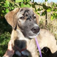 Ulfi bébé abandonné dans la rue en roumanie