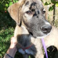 Ulfi bébé abandonné dans la rue en roumanie #3