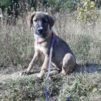 Ulfi bébé abandonné dans la rue en roumanie #7