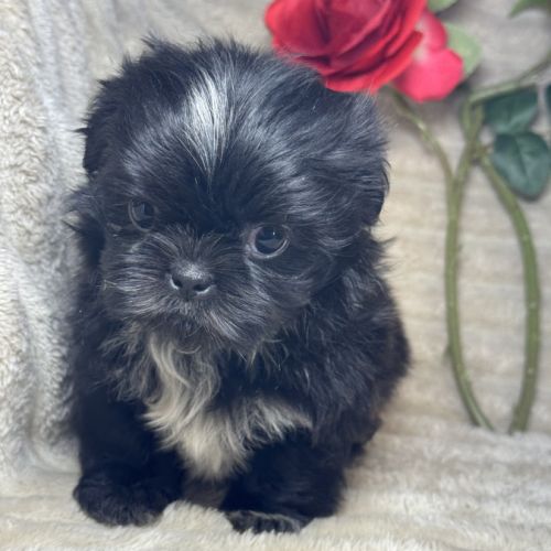 Milo, mâle type shih tzu couleur noire nain #1