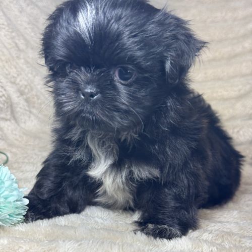Milo, mâle type shih tzu couleur noire nain #2