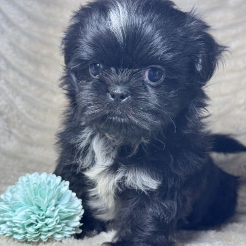 Milo, mâle type shih tzu couleur noire nain #0