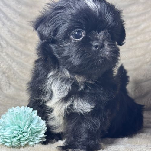 Milo, mâle type shih tzu couleur noire nain #4