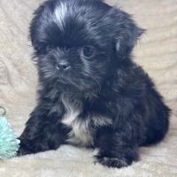 Milo, mâle type shih tzu couleur noire nain #2