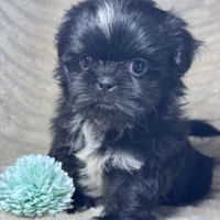 Milo, mâle type shih tzu couleur noire nain