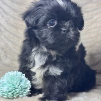 Milo, mâle type shih tzu couleur noire nain #4